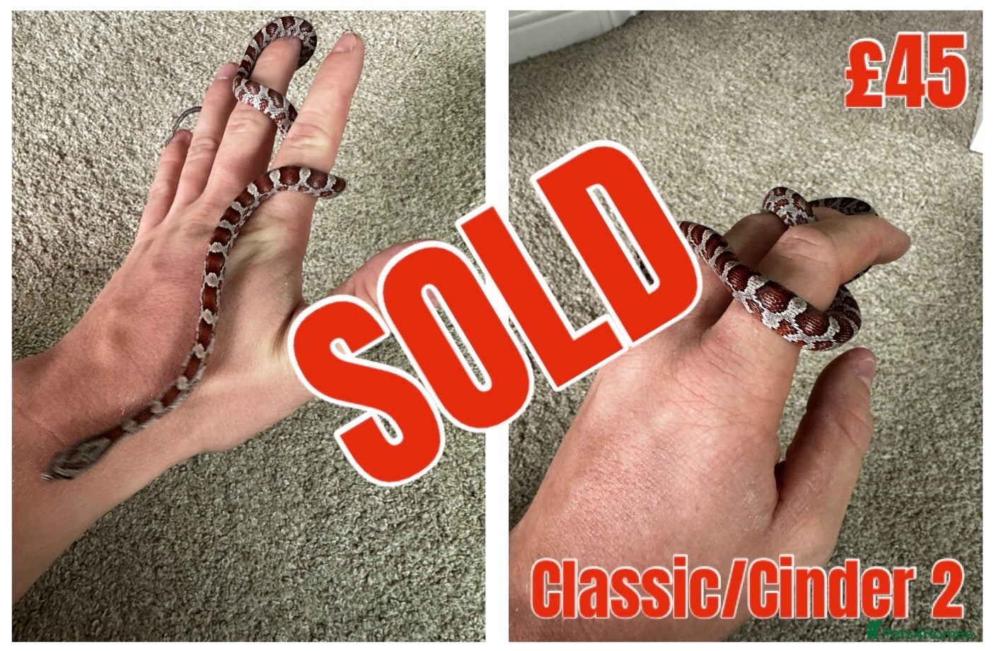 Corn Snake reptiles for sale: Baby Corn Snakes 🐍  - Advert 2