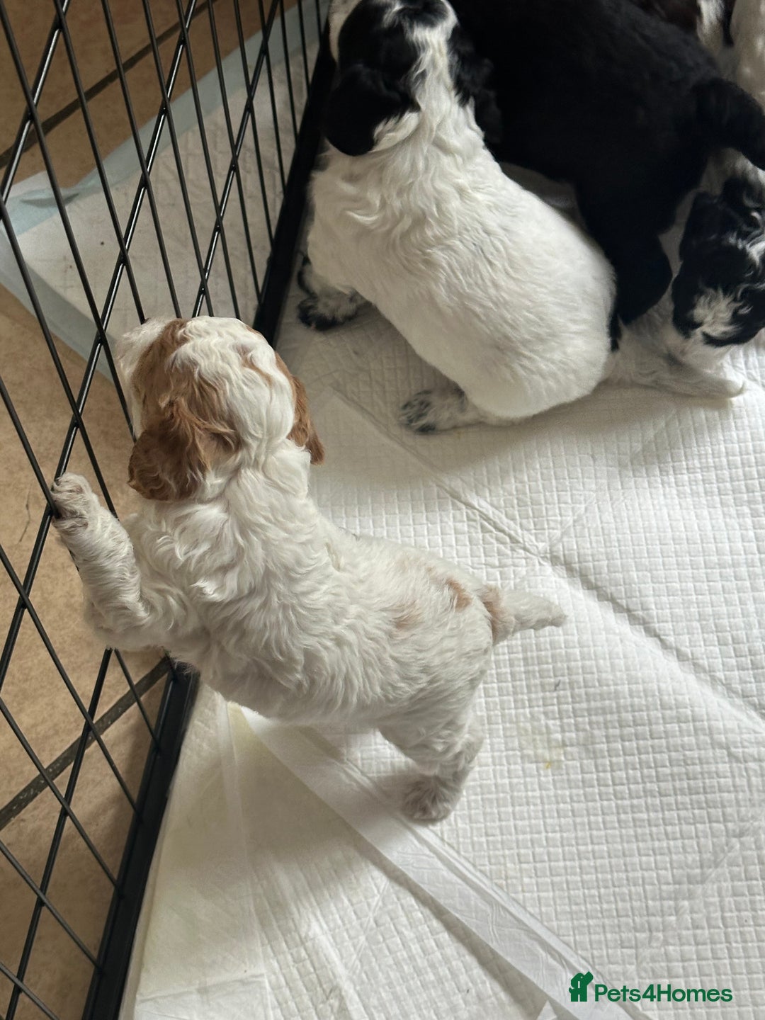 Cockapoo dogs for sale: 7 Gorgeous Cockapoo puppies for sale in St Albans - Image 8