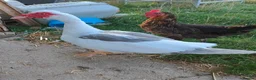 Ducks poultry for sale: Various Ducks for sale in Gloucester - Advert 14