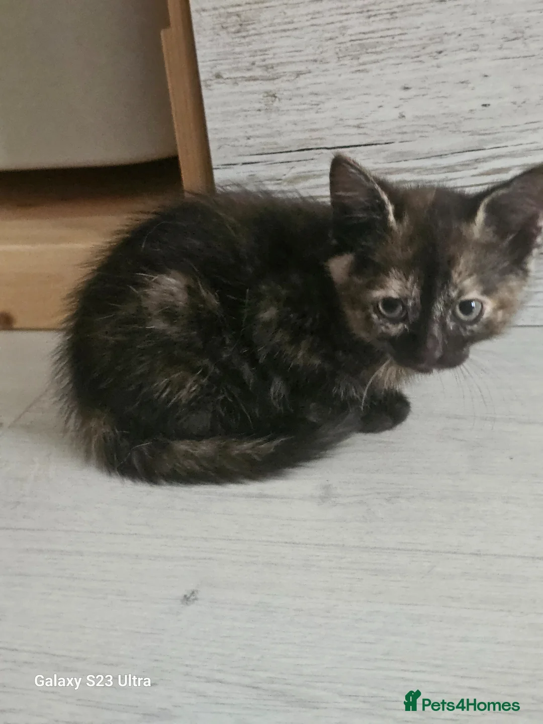 British Shorthair cats for sale: 2 kitens  - Advert 2