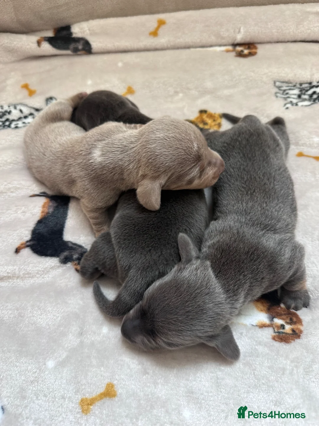 Miniature Dachshund dogs for sale: Special delivery of adorable Rare Blue and Tan - Advert 9
