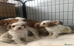 Cavapoo dogs for sale: 🐶🐩ADORABLE MINIATURE CAVAPOOS🐩🐶 - Image 12