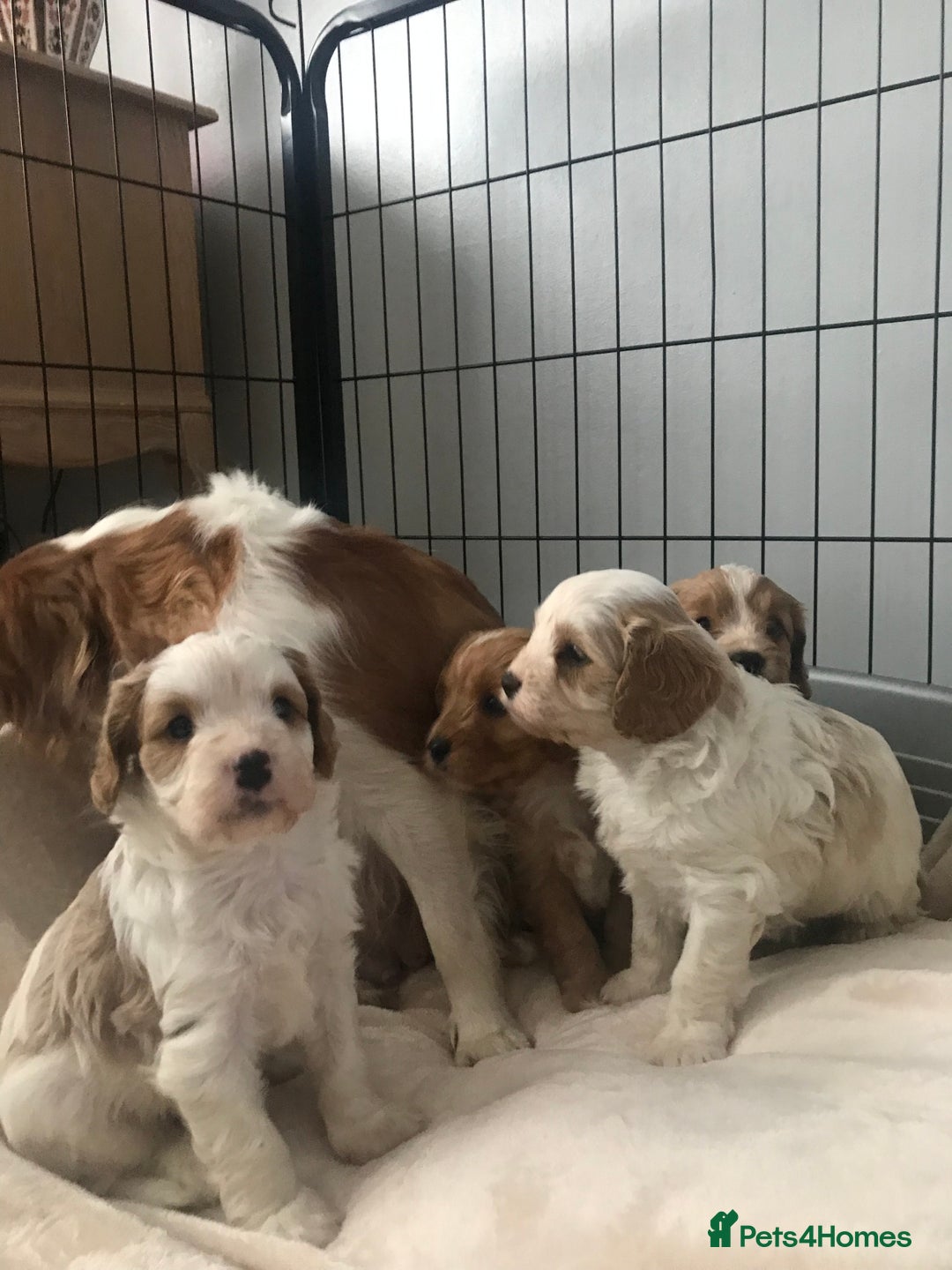 Cavapoo dogs for sale: 🐶🐩ADORABLE MINIATURE CAVAPOOS🐩🐶 - Image 12