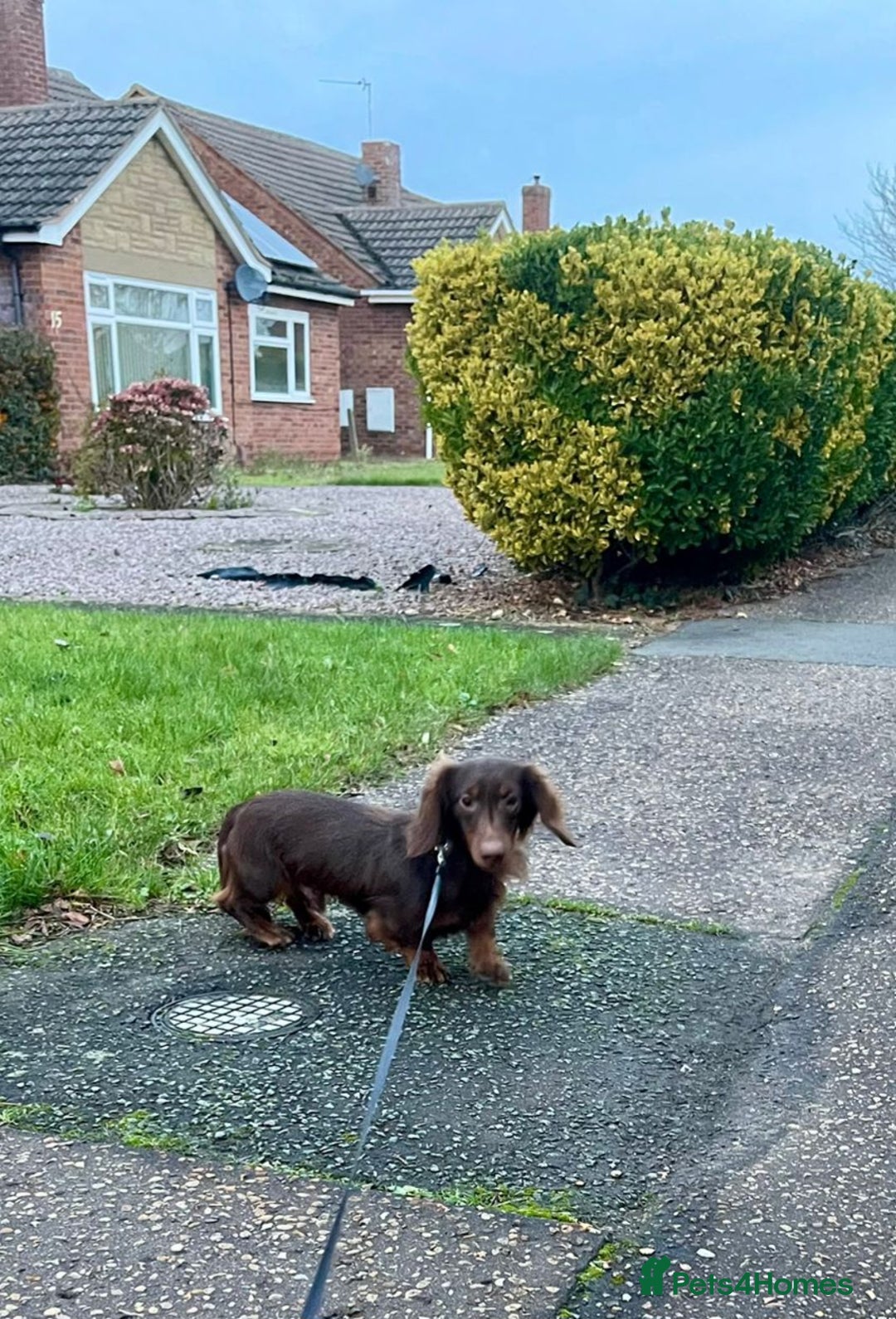 Miniature Dachshund dogs for stud: Handsome Miniature Dachshund Chocolate Stud  - Advert 7