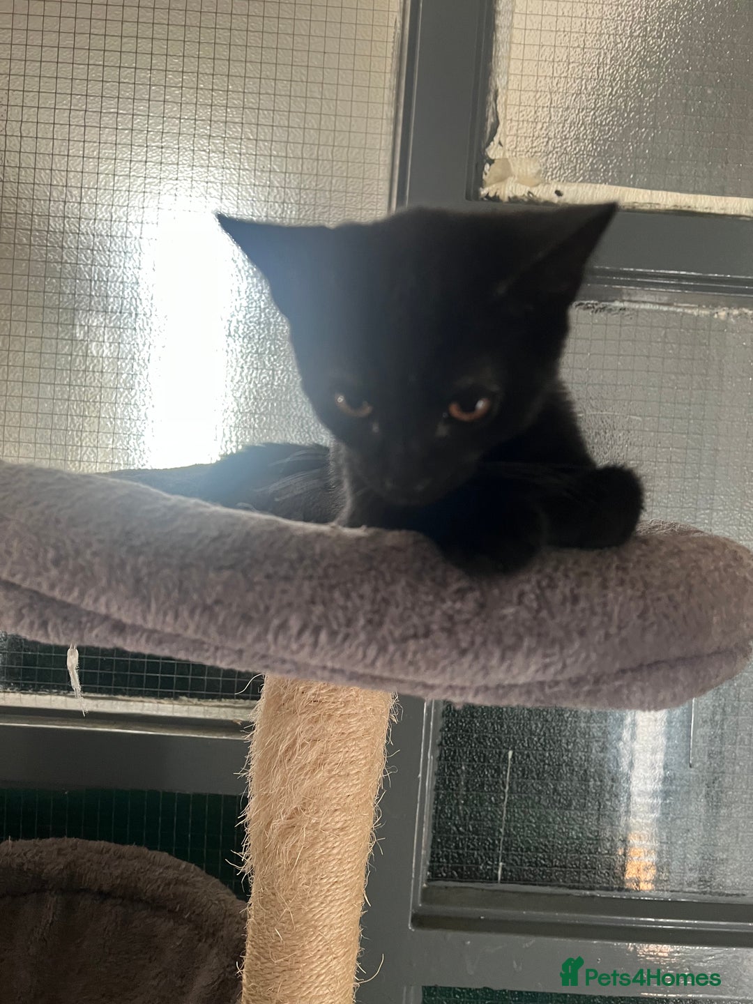 Bombay cats for sale: Bombay Girl Kittens Looking for Loving Homes  - Advert 7