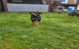 Mixed Breed dogs for sale: Dobermann cross puppies  - Image 6