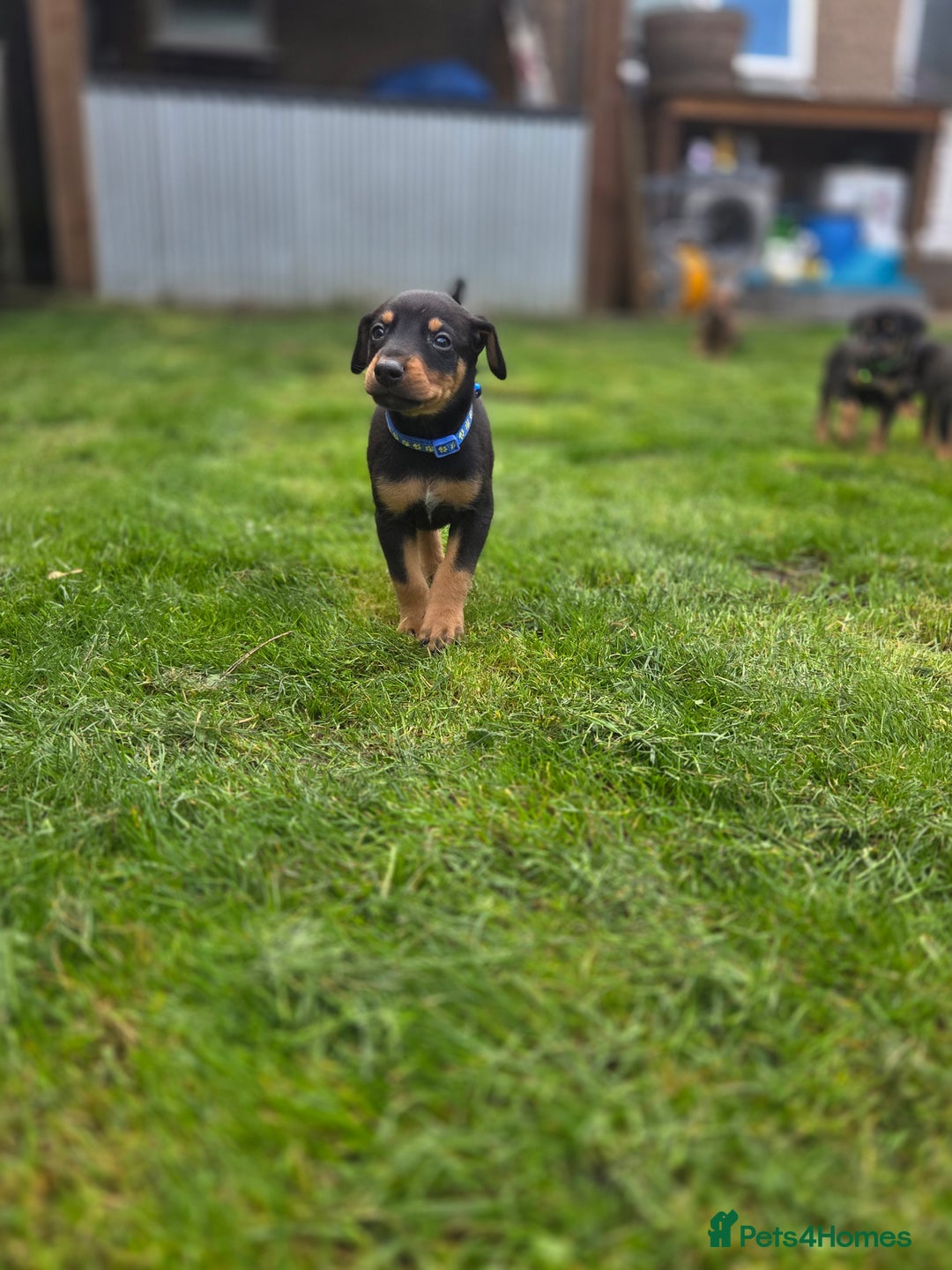 Mixed Breed dogs for sale: Dobermann cross puppies  - Image 6