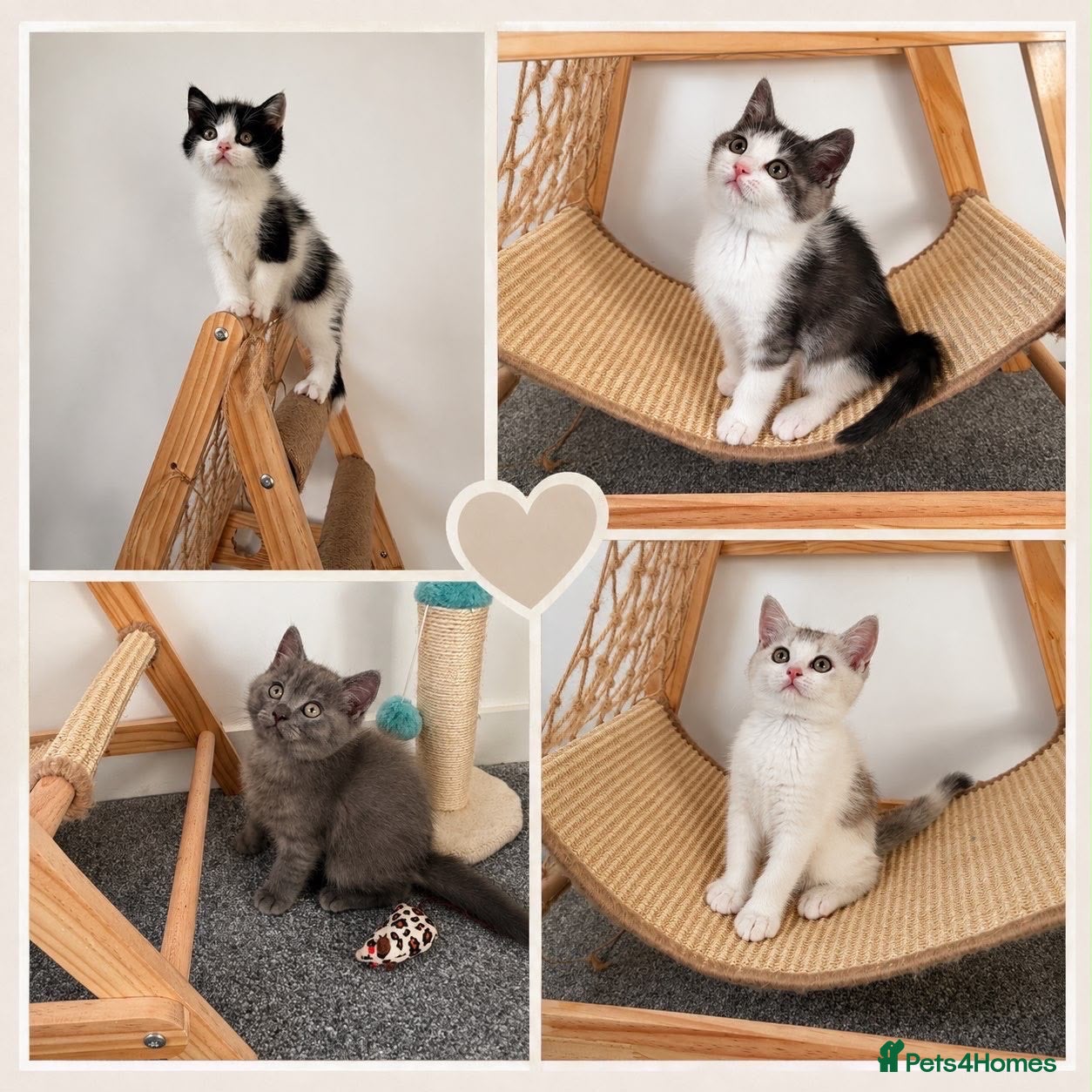British Shorthair cats Beautiful British Shorthair Male Kittens 🐾 - Advert 15