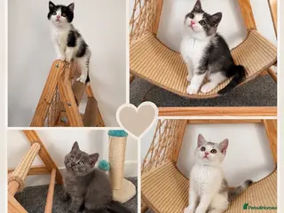 British Shorthair cats Beautiful British Shorthair Male Kittens 🐾 - Advert 15