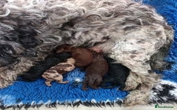 Australian Labradoodle dogs for sale: These pups have it all - Image 6