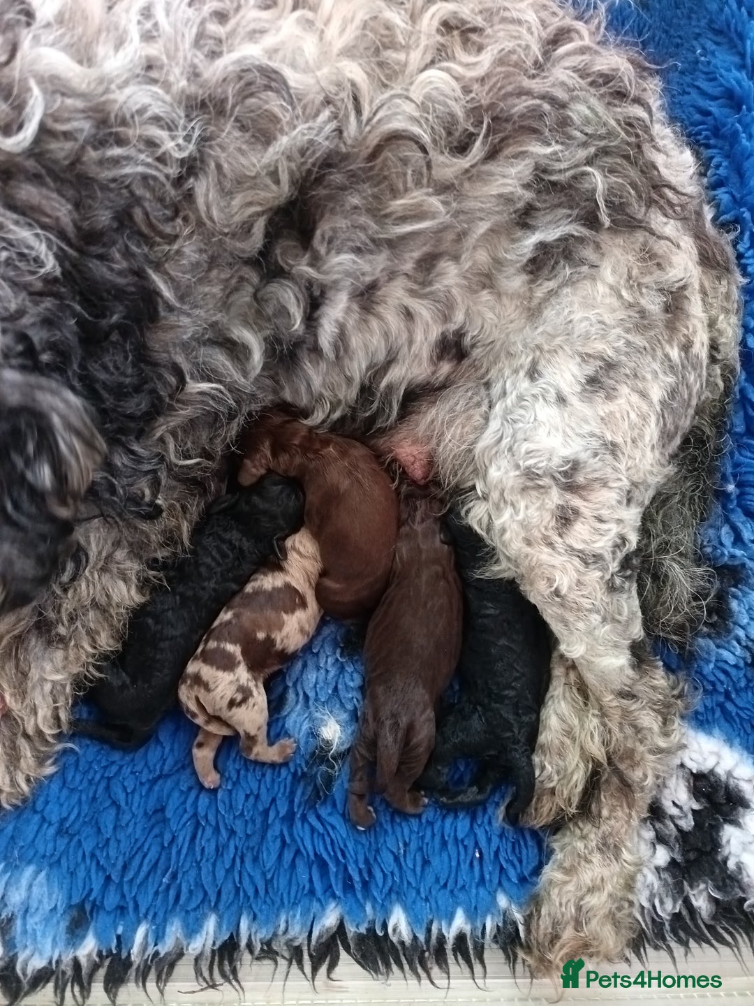 Australian Labradoodle dogs for sale: These pups have it all - Image 6