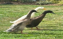 Ducks poultry for sale: Indian Runner Drakes - Image 3