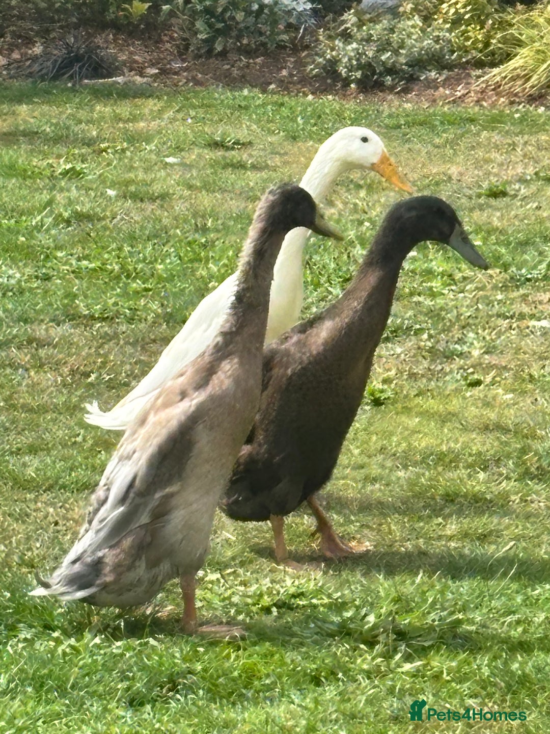 Ducks poultry for sale: Indian Runner Drakes - Image 3