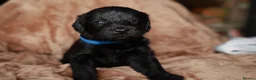 Labradoodle dogs for sale: Beautiful rainbow litter of F1 labradoodle puppies - Advert 14