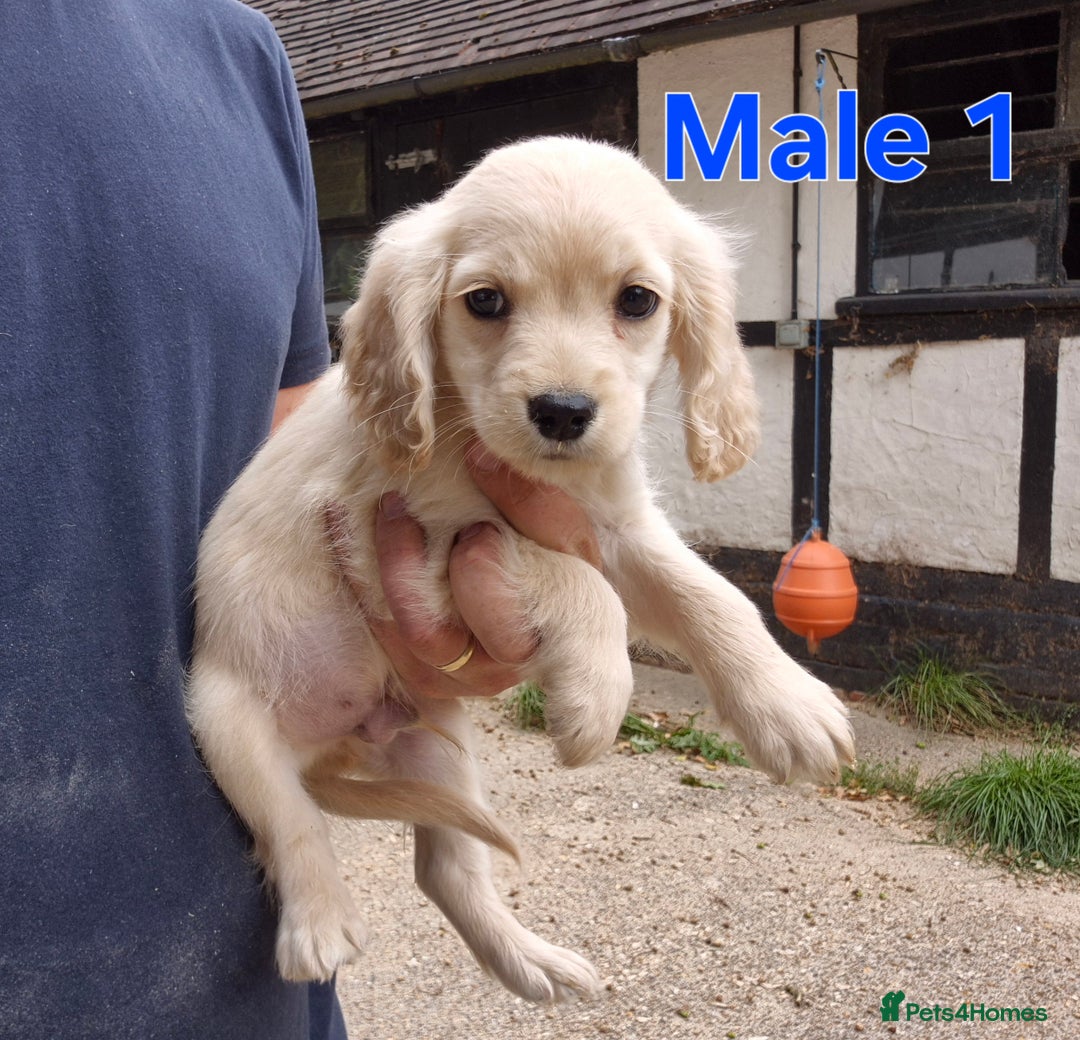 Golden Retriever dogs for sale: Dakota Sport Retriever Puppies  - Image 6