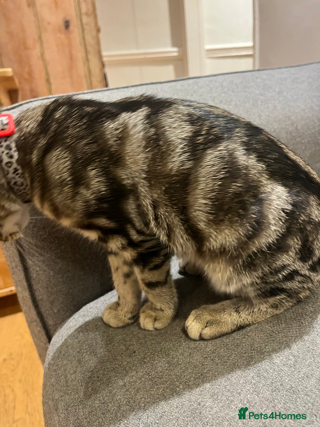 Mixed Breed cats for sale: Sibling Female Bengal x Ragdoll x 2 17 weeks old - Advert 13