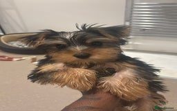 Yorkshire Terrier dogs for sale: Miniature Yorkshire terrier  - Advert 5