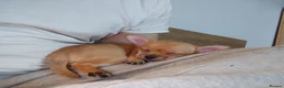 Chihuahua dogs for stud: KC Registered Chihuahua Boy For Stud Use Only - Advert 9