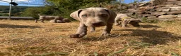 Weimaraner dogs for sale: Handsome male KC Registered Weimaraner pups  - Advert 4