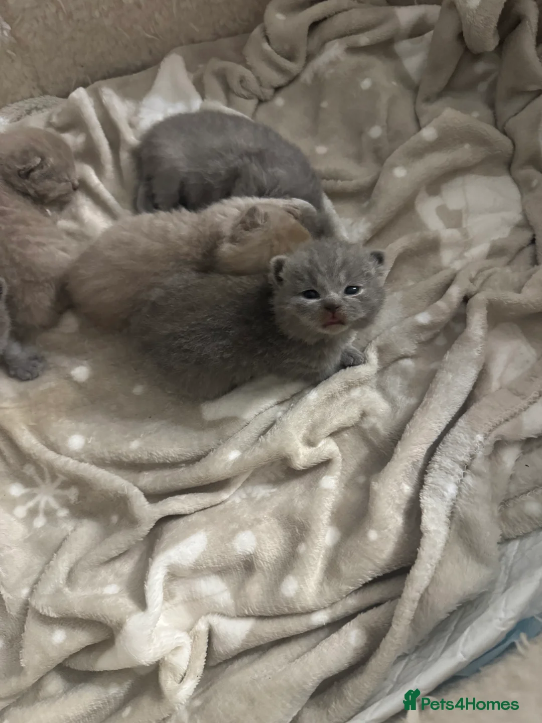 British Shorthair cats for sale: British shorthair  in Portsmouth - Advert 4