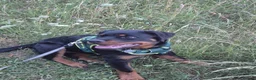 Rottweiler dogs for sale: Loving, 6-Month-Old Male Rottweiler - Advert 8