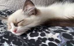 Ragdoll cats for sale: 1 left - Pedigree Bicolour Ragdoll kittens  - Advert 1