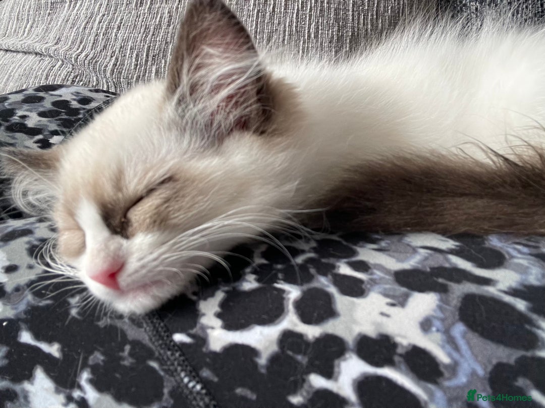 Ragdoll cats for sale: 1 left - Pedigree Bicolour Ragdoll kittens  - Advert 1