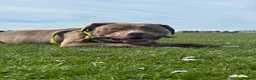 Mixed Breed dogs for sale: Bowen- Staffy x Lab - Advert 13