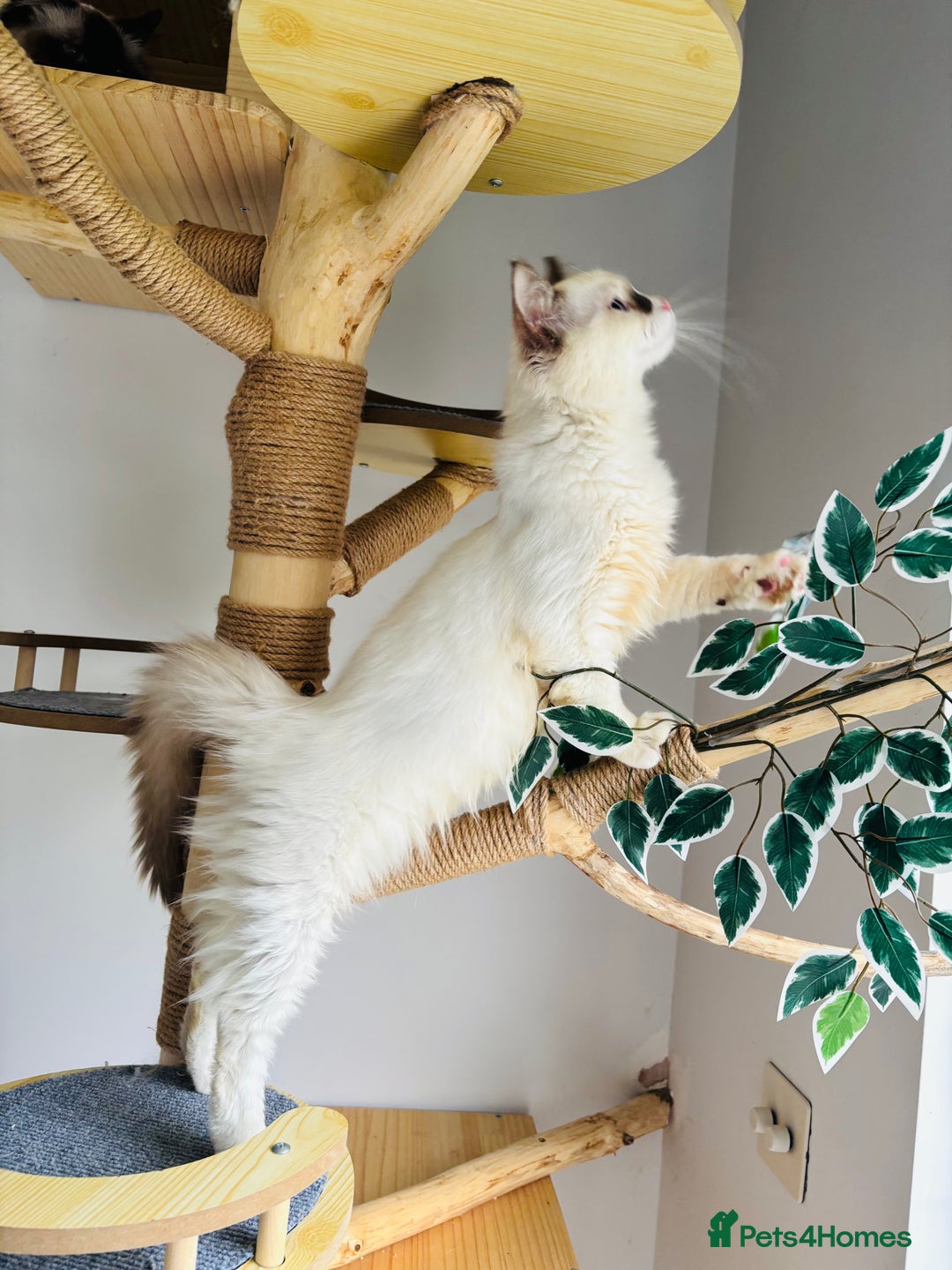 Ragdoll cats for sale: Beautiful ragdoll kittens  - Advert 7