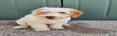 Cockapoo 2