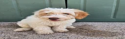 Cockapoo dogs for sale: F1 cockapoo puppies  - Advert 5