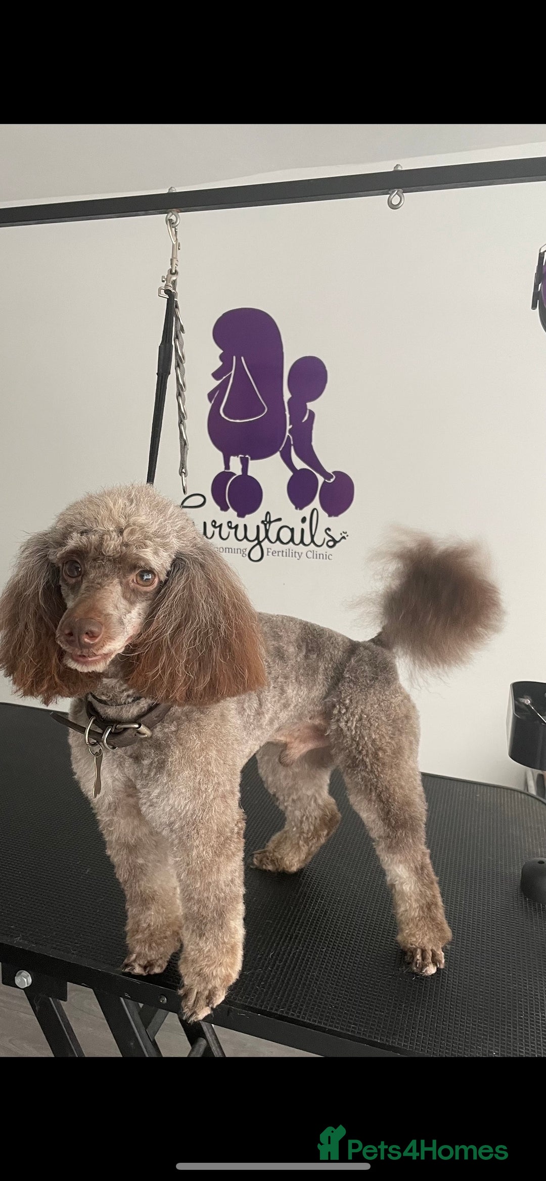 Toy Poodle dogs for stud: Percy KC Chocolate Phantom Toy Poodle Stud in Middlesbrough - Advert 2