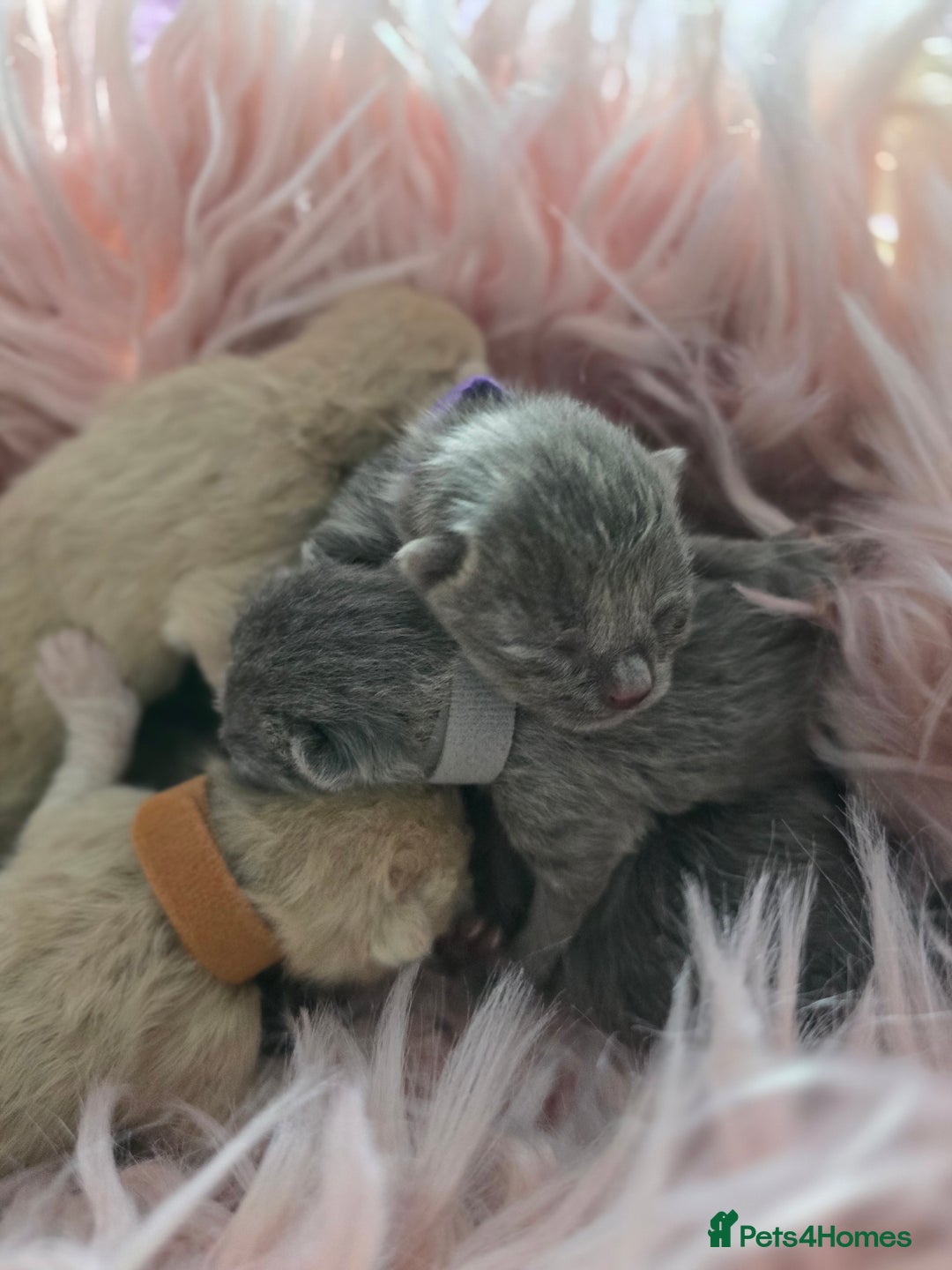 British Shorthair cats for sale: Beautiful Kittens looking forever home 😍😸 - Image 12