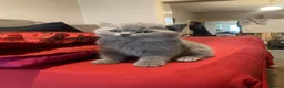 British Shorthair cats for sale:     “Beautiful British Shorthair Kittens” - Advert 18