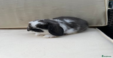 Mini Lop rabbits - Advert 3