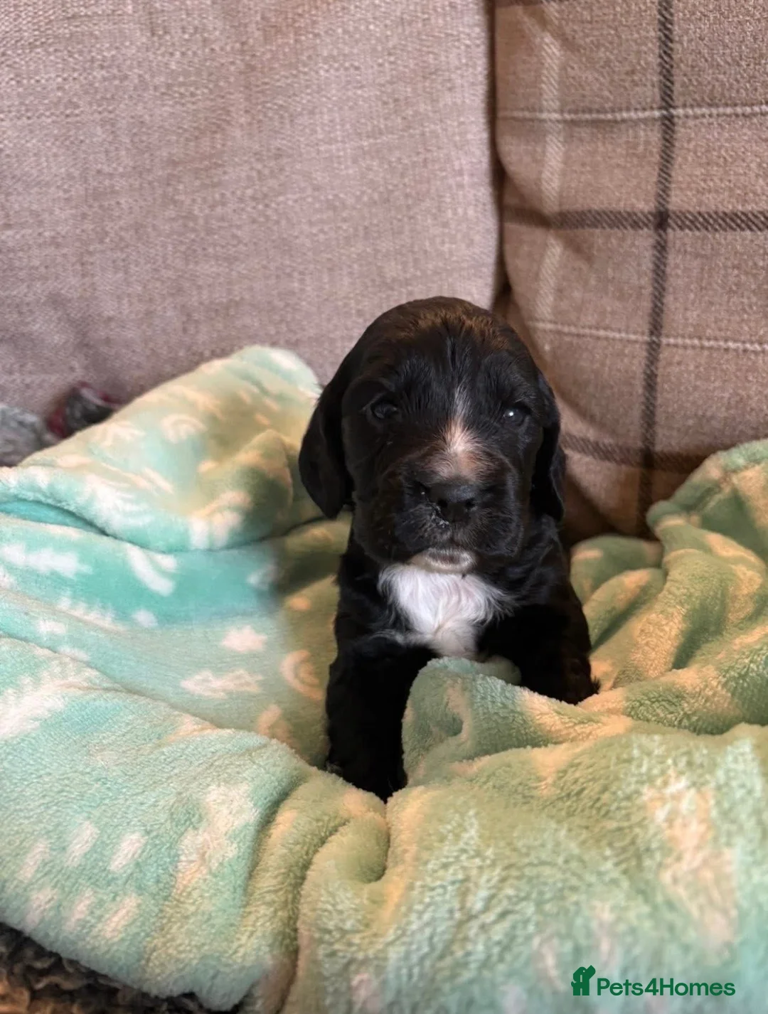 Cocker Spaniel dogs for sale: Working Cocker Spaniel Pups - Advert 6