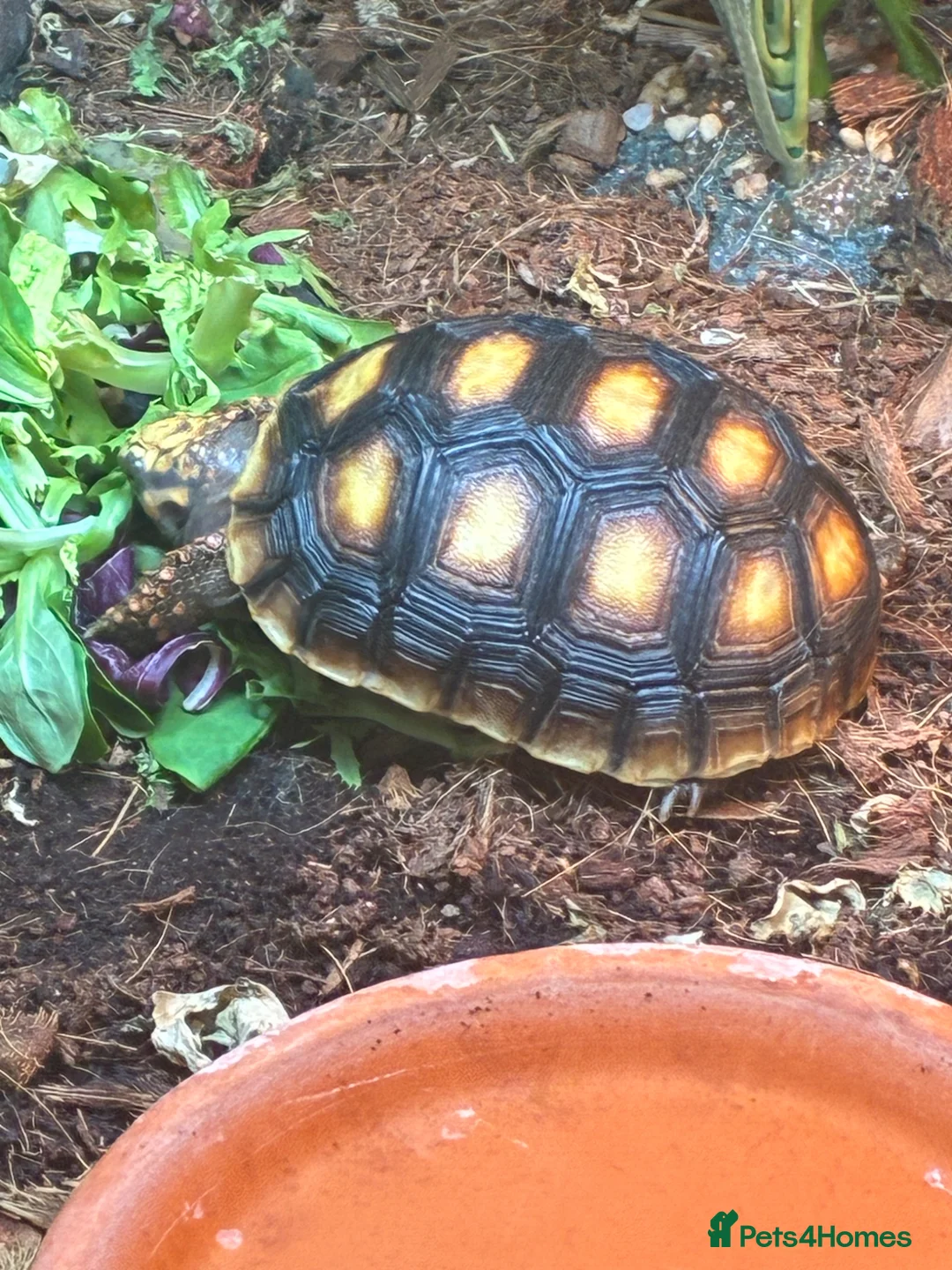 Tortoise reptiles for sale: Red footed Tortoise with complete set up  in Fareham - Advert 1