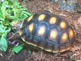 Tortoise reptiles Red footed Tortoise with complete set up - Advert 1