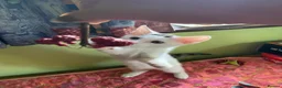 Mixed Breed cats for sale: Lovely kitten looking for her forever home - Advert 9
