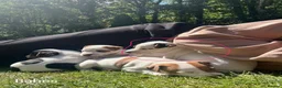 Jack Russell dogs for sale: Jack Russell puppy 1 male 9 weeks  - Advert 1