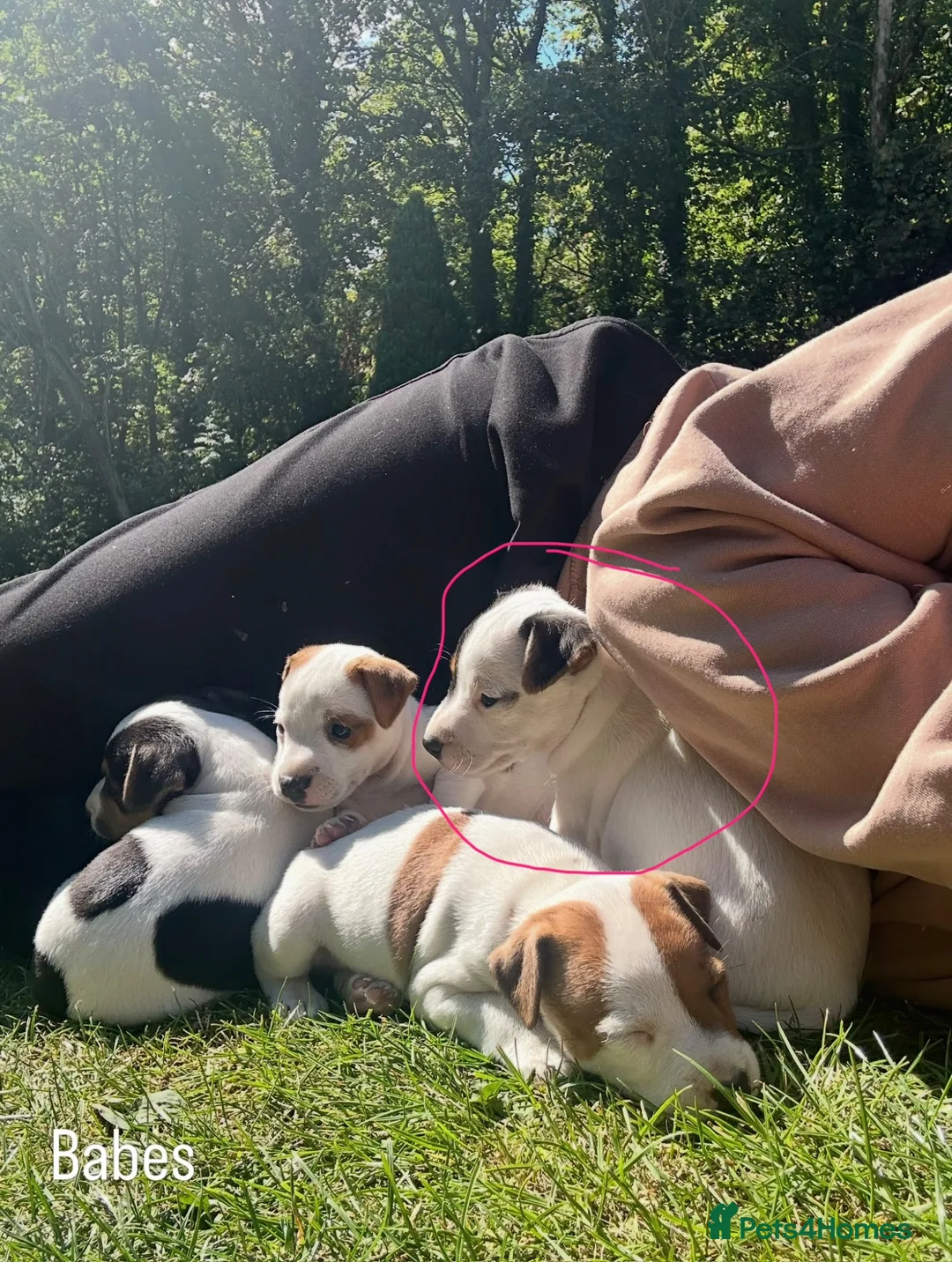 Jack Russell dogs for sale: Jack Russell puppy 1 male 9 weeks  - Advert 1