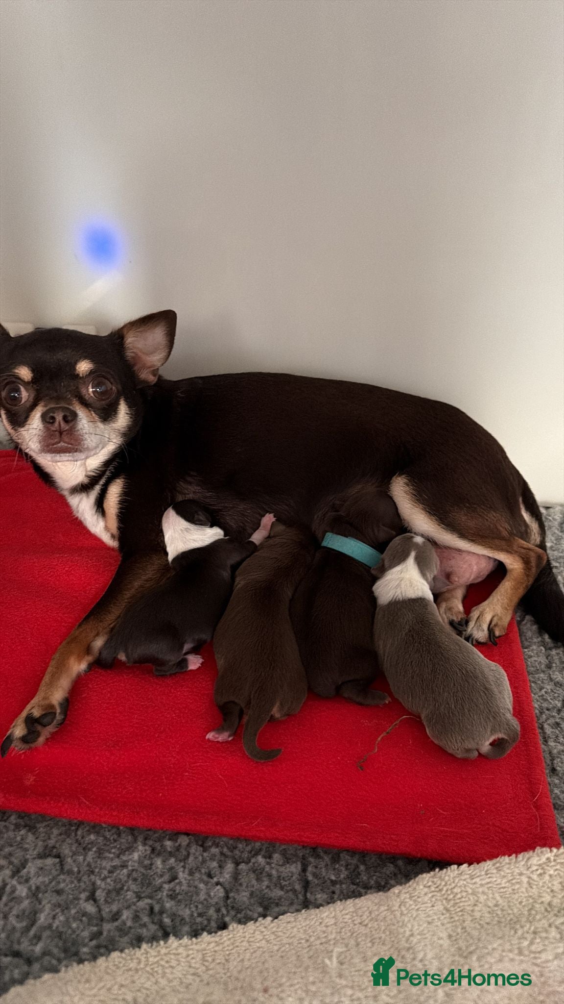 Chihuahua dogs Kc reg Chihuahua Puppys health tested parents - Advert 1