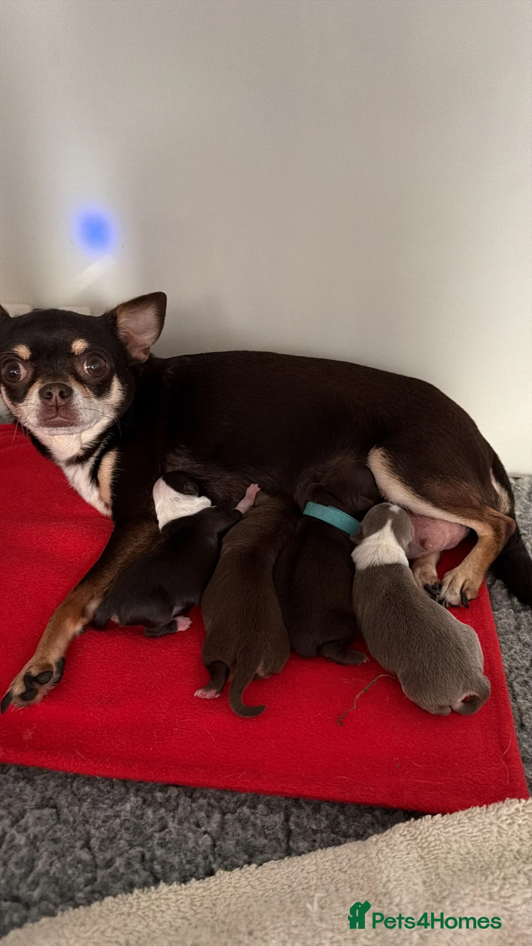 Chihuahua dogs for sale: Kc reg Chihuahua Puppys health tested parents - Advert 1