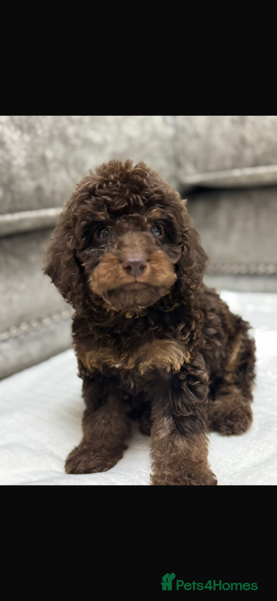 Cavapoo dogs for sale: 2 boys left looking for there forever homes - Image 15