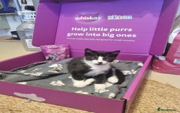 Mixed Breed cats for sale: Pingy tuxedo kitten  - Advert 3