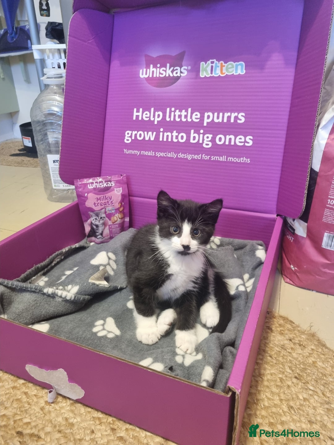 Mixed Breed cats for sale: Pingy tuxedo kitten  - Advert 3