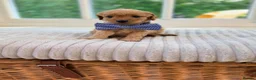 Cavapoo dogs for sale: Cavapoo puppies 2 boys available 🐾 - Advert 6