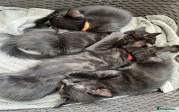 Mixed Breed cats for sale: 6 beautiful kittens for sale - Image 1