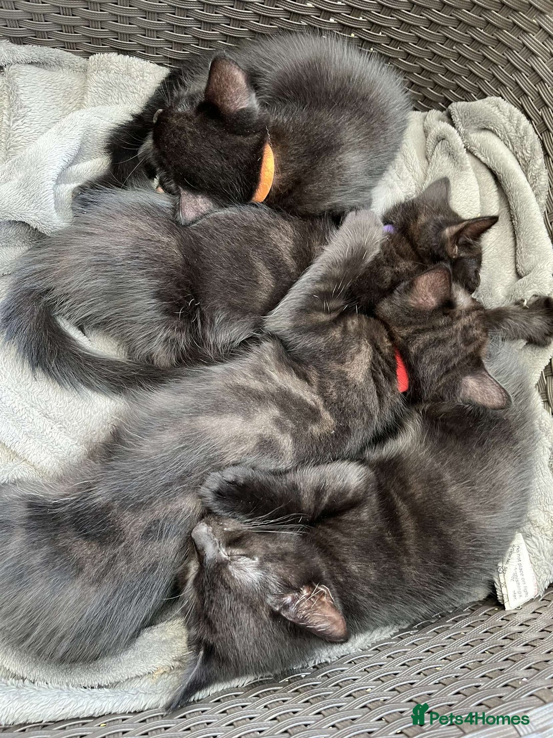 Mixed Breed cats for sale: 6 beautiful kittens for sale - Image 1