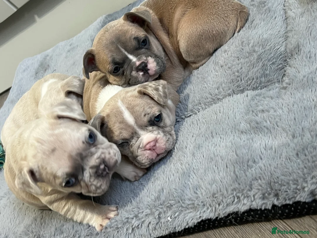 French Bulldog dogs for sale: 1 male French Bulldog Pup left  - Advert 13